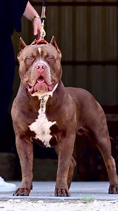 With Bully Max, your dog achieves its best muscle potential. #bullymax #pitbulls #proteindogfood #dogmuscles | Bully Max