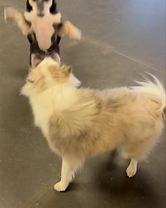 Hard to believe that when these two #youngsters first met, Strider was smaller than Winnie... 🤗❤️🤗 #howtimeflies #yycdogs | Just Fur Kids Dog Daycare