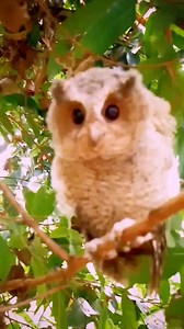 #Indian scops owl Birds 🦉 | Natural Bird Check