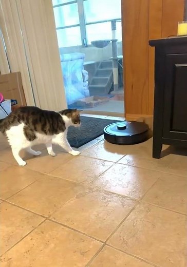 🤖🐱 My Cat vs. The Terrifying Robot Vacuum