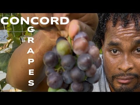 Concord Grapes growing in my backyard garden