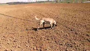 Tracking is #fun with Ghandi #nepopo #malinois | K9Academy.me