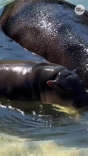 31K views · 388 reactions | Watch Poppy, a beloved pygmy hippo, enjoying the great outdoors and greeting visitors at her public debut. | USA TODAY | Facebook