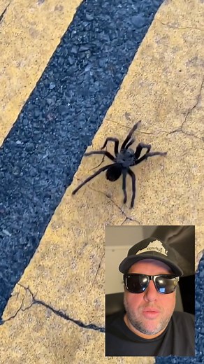 3.9K views · 72 reactions | Tarantula crossing road causes traffic accident in Death Valley National Park | Hard Factor | Facebook