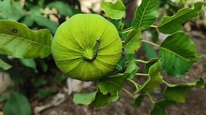 Hura Crepitans branche d'arbre avec fruits : vidéo de stock (100 % libre de droit) 3839514043 | Shutterstock