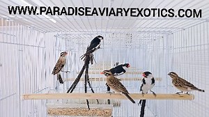 https://paradiseaviaryexotics.com/ | Paradise Aviary