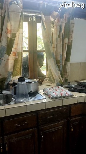 Broken windows are a pane to fix 🐻🪟🌲 #ShatteredGlass #BlackBear #Cabin #ViralHog | ViralHog