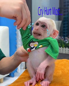 63K views · 1.2K reactions | Dad was very worried baby monkey Jic Jic was injured in the eyes and it hurt a lot, he cried, Dad tried to take care of and paint with anxiety. | Monkey Xuka | Facebook