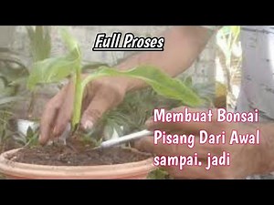 CARA MEMBUAT BONSAI PISANG DARI AWAL SAMPAI JADI.