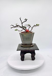 Japanese Quince Bonsai Tree: Crimson Blooms in Glazed Pot - Etsy Canada