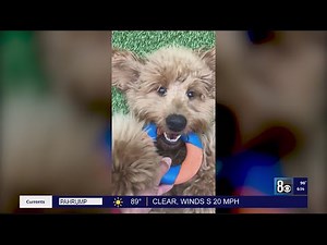 Remembering Bailey: A first-hand account of the importance of pet insurance