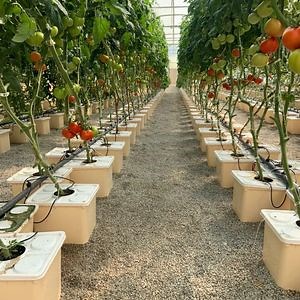[Hot Item] Agricultural Hydroponic Dutch Bucket Planting System