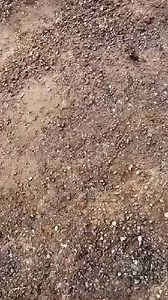 4.8K views · 110 reactions | FOTO ENVIADA POR JANUEL BEBO ORTIZ #ROADTRUCKSPR #TRUCKNATION MACK TRUCK  | Road Trucks Puerto Rico | Facebook