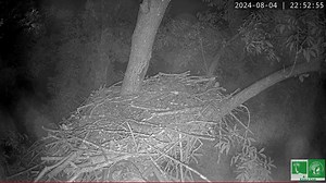 Dulles Greenway Eagles on Reels