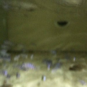 Demasoni Cichlids #demasoni #cichlid #cichlids #fish #petfish #aquarium #aquariums #freshwater #freshwaterfish #fishofinstagram #featureditem #aquariumfishnet | AquariumFish.net