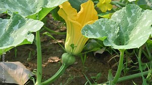 Pumpkin flower. It is a cultivated winter squash in the genus Cucurbita. Its common names squash, winter squash, Cucurbita argyrosperma, Cucurbita maxima, Cucurbita moschata, and Cucurbita pepo. Stock 비디오