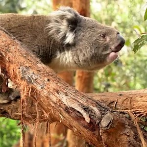 17K views · 177 reactions | I was today years old when I found out this is what a koala mating call sounds like! 藍 #9Today | TODAY | Facebook