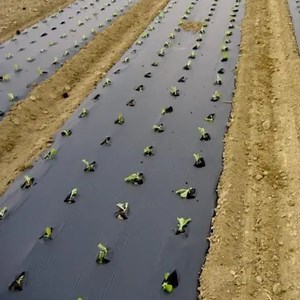 [Hot Item] Agricultural Plastic Cover Mulching Film for Fruit Pineapple Mulch Film