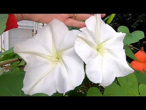 Growing and caring for Moonflowers #gardeninginmyyard