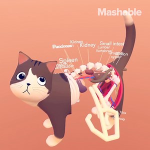 Dissecting your cat in VR is terrifyingly cute. | FutureShift by Mashable