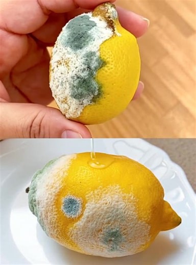 L’astuce pour conserver les citrons frais trois fois plus longtemps ! et éviter qu’ils ne moisissent | Les astuces pour débutants