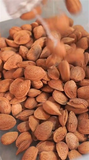 AUTOMATED industrial processing line 3 in 1 for walnut, hazelnut, almond