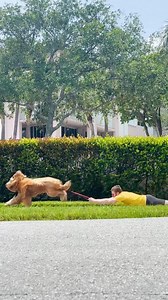 10K views · 797 reactions | #goldendoodle #goofy #funnydog | Brodie That Dood | Facebook