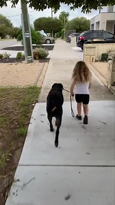 28 reactions | Another video from the facebook archives showing some excellent leadership skills. Again this was filmed in a controlled situation under strict parental supervision. | Complete K9 Solutions | Facebook