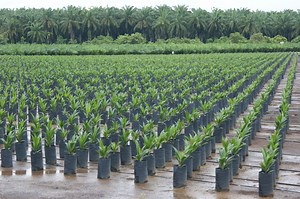 Sipef heeft recordjaar 2025 achter de rug