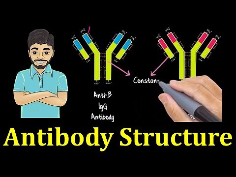 Structure of antibody molecule
