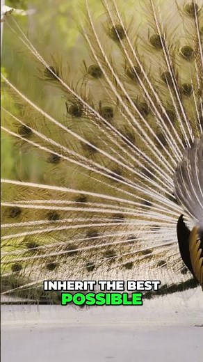 Albino Peacock's Beauty: Sexual Selection Secrets Revealed!
