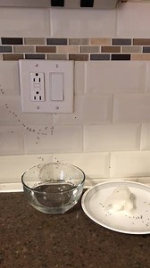 2.7K views · 44 reactions | Baiting our ants with boric acid and sugar. This is INSANE. Hoping this kills the colony. | Jill Kay | Facebook