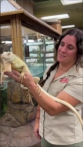Little albino iguana shedding and getting bigger! 🦎 #reels #animals #reptiles #funnyanimals #cuteanimals #iguana #giant #lizard #thereptilezoo | The Reptile Zoo