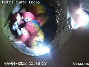 How many macaws do you see here? 🤔Macaw chicks are now entering their last weeks in the nest and the nest box is getting too small to fit the whole family so parents improvise different ways to deliver food and care. 🍼. Chicks are not fully feathered yet but they are FULL OF PERSONALITY.🦜 Watch all those movements! Join us to watch more this FRIDAY APRIL 08 at 1pm US-CST (-06 UTM) #macaws #nestcams #conservation #parrotlovers #conservation #puntaleoanasostenible #themacawsociety | The Macaw S