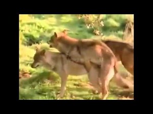 Lion and Wolf Mating Breeding
