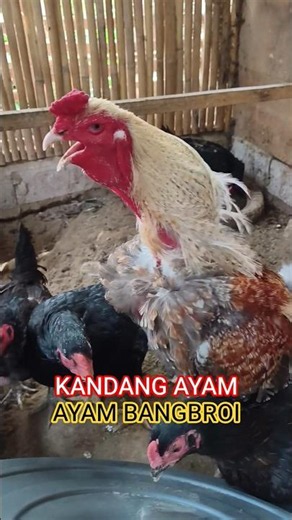 Bang Broi chicken farm West Sumatra 🐓 #chickenfarming #qualitychickens