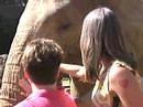 Elephant tug o' war