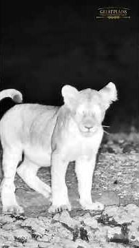 Lion Cubs, an Owl & a Silent Watcher | ol Donyo Lodge LiveCam Series EP5 | Great Plains Conservation