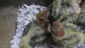 #E Sun Conure – Sc Suap #M Conure Matahari - Handfeed #C 太阳锥尾鹦鹉 -...