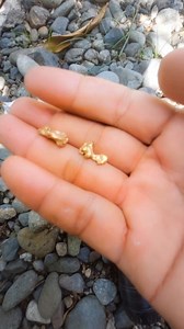 Metal detector found two gold nuggets | GO finder