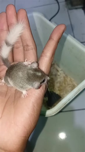 Pygmy Dormice Sidoarjo on TikTok