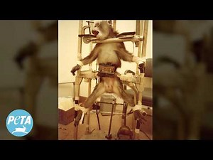 Why We Need a World Without Animals Used in Laboratories