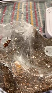 OBT | Exotic Panda | Facebook