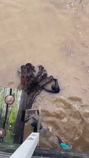 Wharf Construction Crew is at it again! 🌊🪵💪 . #SantaCruzWharf #GatewayToTheBay #ItsAlwaysCoolerHere #SantaCruz #SupportLocalBusiness #SupportSmallBusiness #SupportLocal #SmallBusiness #LocalBusiness #ShopSmall #ShopLocal #VisitCalifornia #VisitSantaCruz #OutOfTheWoods #Burl #Storm #StormCleanUp #Driftwood | Santa Cruz Wharf