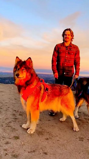 #wolveslover #wolves #ILoveWolf #wolf #reels #viral #trending #savethewolves #ilovewolves #WolfBlood | I Love Wolf