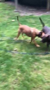 Darla didn’t waste any time getting in a good play session with her foster brother in between the rain! This goofy hippo is still looking for her forever family! Email adoptions@rufftalesrescue.org today to learn more about Darla! 🦛 🐶 Breed: Blue Lacy mix Approximate Age: 1.5 yrs Approximate Weight: 60 pounds Sex: Female Compatibility: Dogs: Yes Cats: Unknown Kids: Has been good with 10 , has not been exposed to younger The Basics: House broken: Yes Crate trained: Yes | RUFF Tales Rescue