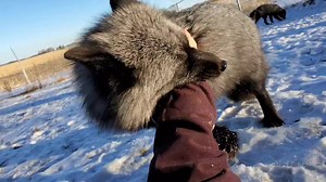 Happy Mutty Monday! Wrestling with Muttias the fox! | Saveafox Corporation