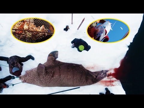 The Hardy Life Of Alaska Natives, Hunting Walruses, Fishing For Tuna And King Crabs!