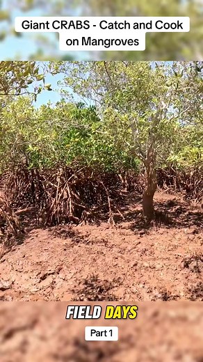 Giant CRABS - Catch and Cook on Mangroves #crab #catchandcook #mangrove #survival #Outdoors #camping #fielddays #fyp | Field days9