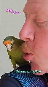 Half Moon Conure plays Peekaboo and Kisses